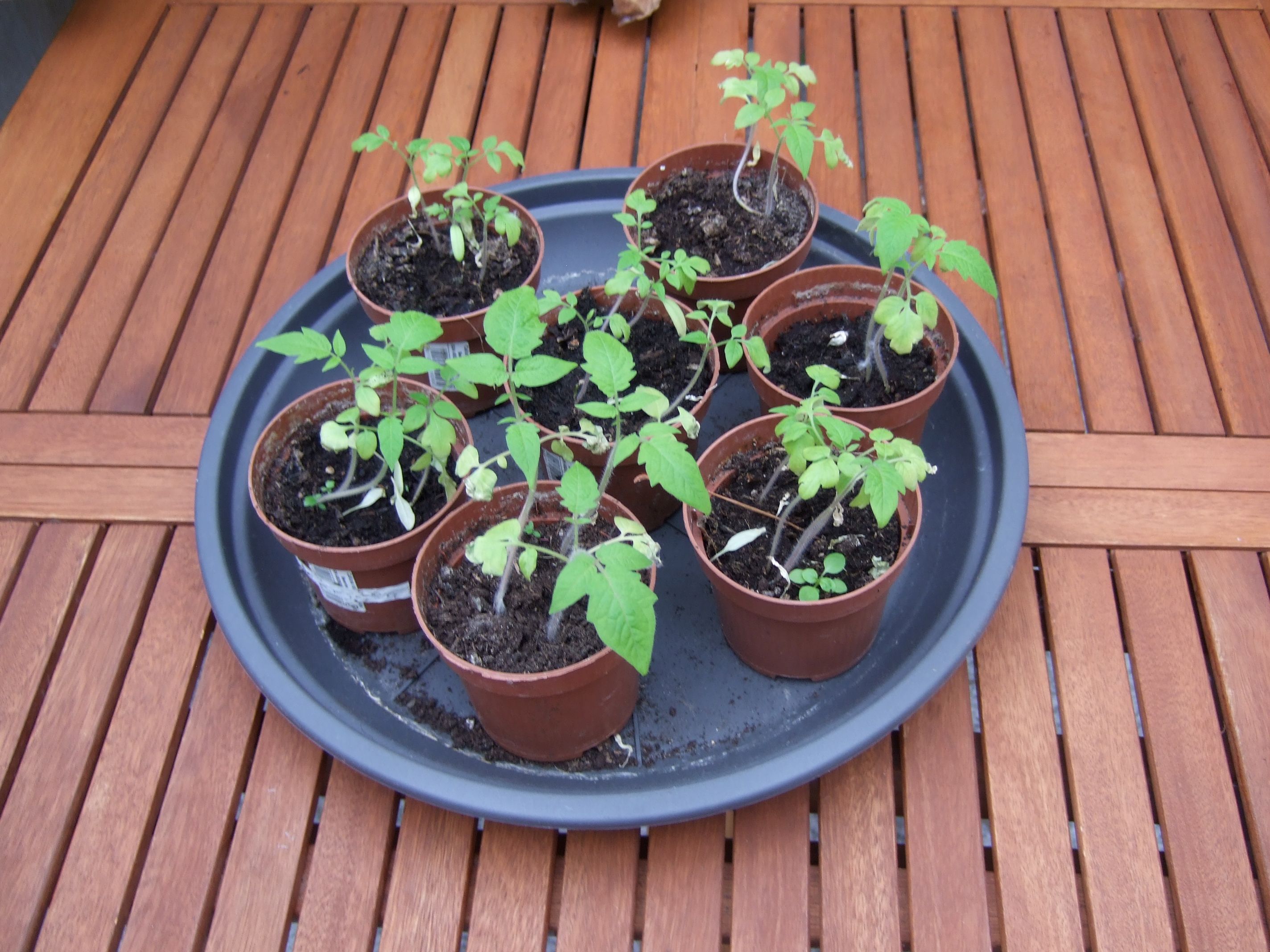 Tomatenpflanzen vorgezogen